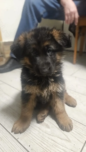 Vând 3 pui câini femele  - imagine 5