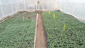 Rasaduri de legume Rosii, Ardei, Vinete, Castraveti, Dovlecel, Pepeni