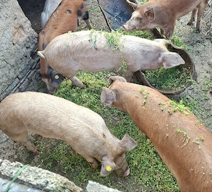 Porci 4 luni - imagine 3