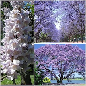 Paulownia butasi