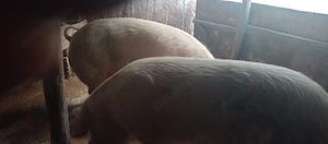 vand porci  - imagine 3