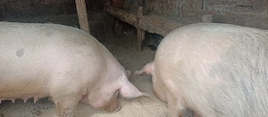 vand porci  - imagine 5