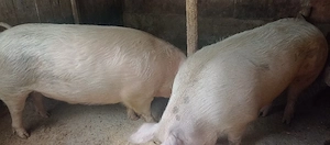 vand porci  - imagine 4