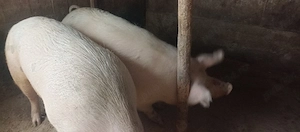 vand porci  - imagine 2