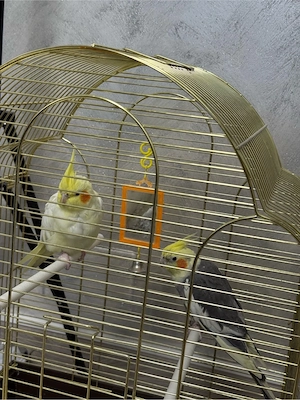 De vanzare nimfe - imagine 2