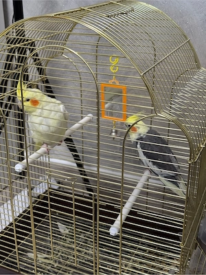 De vanzare nimfe - imagine 3