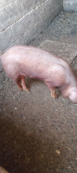 Vand purcele - imagine 2