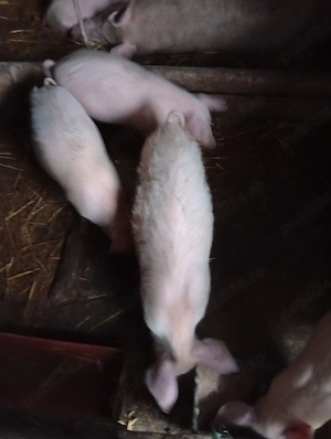 vind purcei de 3luni