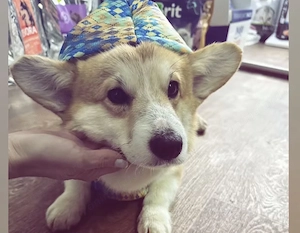 Vând pembroke welsh corgie  - imagine 2