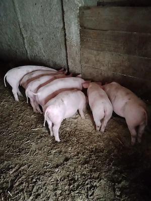 Vând purcei,vârstă 2 luni