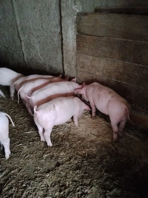 Vând purcei,vârstă 2 luni - imagine 2