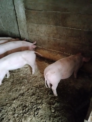 Vând purcei,vârstă 2 luni - imagine 3