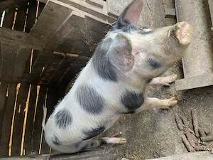 Porci de carne - imagine 2