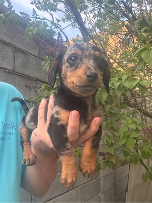 Teckel fetita mini arlechin  - imagine 2