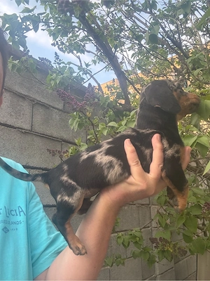 Teckel fetita mini arlechin  - imagine 3