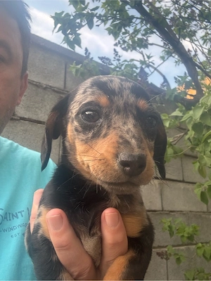 Teckel fetita mini arlechin  - imagine 4