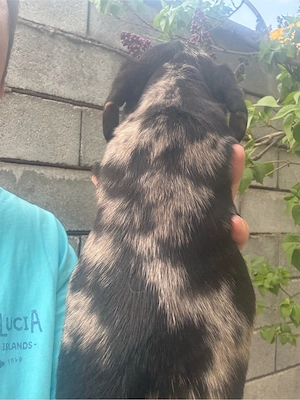 Teckel fetita mini arlechin  - imagine 5