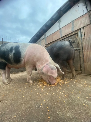 Vând porci 