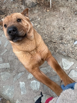Cățelușă spre adopție   Shar Pei - imagine 2