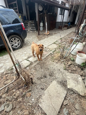 Cățelușă spre adopție   Shar Pei - imagine 3