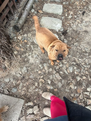 Cățelușă spre adopție   Shar Pei - imagine 4