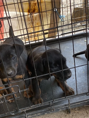 Jagd terrier jagdTerrier 