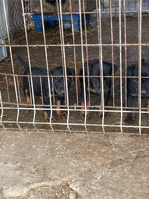 Jagd terrier jagdTerrier  - imagine 5