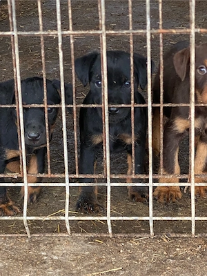 Jagd terrier jagdTerrier  - imagine 2