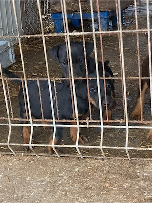 Jagd terrier jagdTerrier  - imagine 4