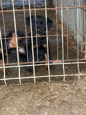 Jagd terrier jagdTerrier  - imagine 3