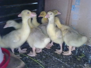 Boboci Gâscă ALBI produși in Gospodarie. - imagine 2
