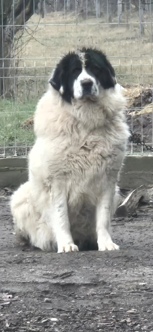 Femela Ciobanesc romanesc  de bucovina - imagine 2