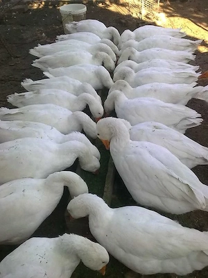 Boboci Gâscă ALBI produși in Gospodarie. - imagine 3