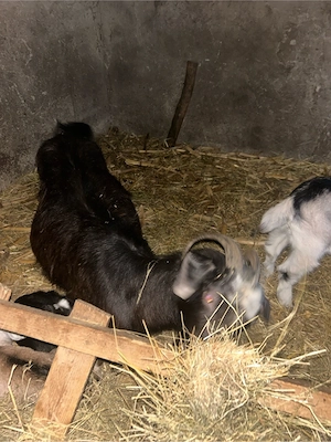 vand capre - imagine 4