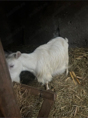 vand capre - imagine 2