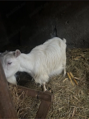 vand capre - imagine 3