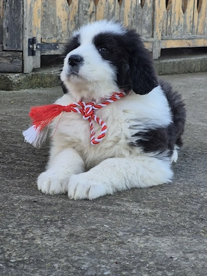 Femelă ciobanesc de bucovina 