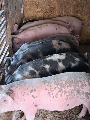 vând porci  - imagine 3