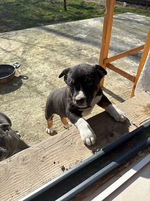 Vand 1 pui Metis American Bully