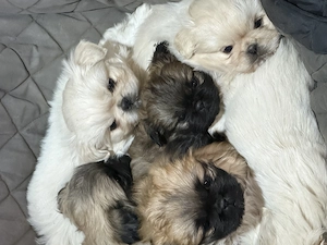 Cățeluși pechinez imperial de vânzare  - imagine 6