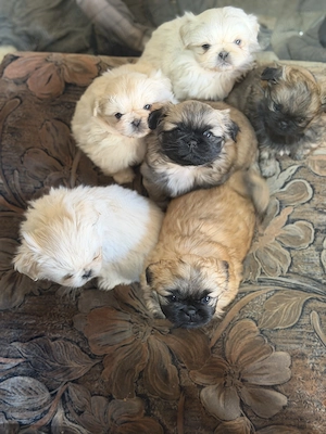 Cățeluși pechinez imperial de vânzare  - imagine 5