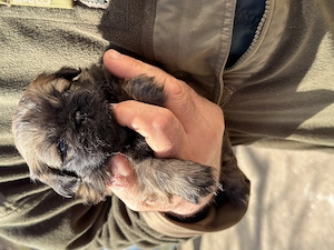 Cățeluși pechinez imperial de vânzare  - imagine 2