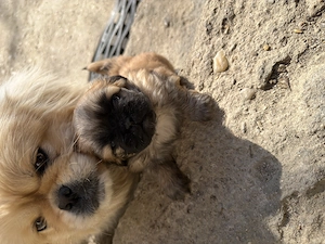 Cățeluși pechinez imperial de vânzare  - imagine 3