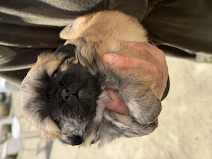 Cățeluși pechinez imperial de vânzare  - imagine 4