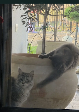 Pisica Maine Coon - imagine 2