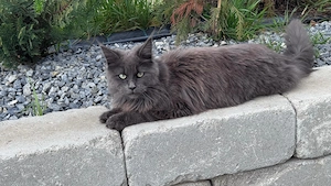 Pisica Maine Coon