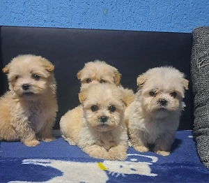 Bichon havanez talie mica