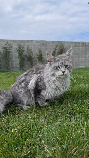 Pisica Maine Coon - imagine 4