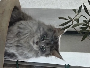 Pisica Maine Coon - imagine 3