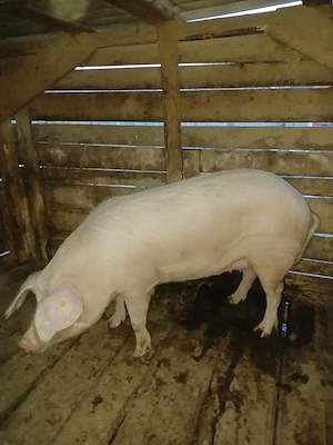 Porci de vânzare - imagine 2